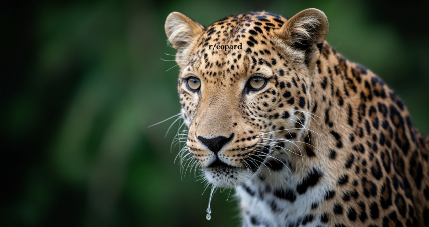 r/leopardsatemyface
