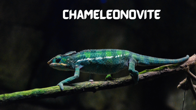 chameleónovité